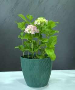 Ortanca (Hydrangea macrophylla)