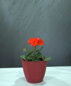 Sardunya (Pelargonium hybrida)