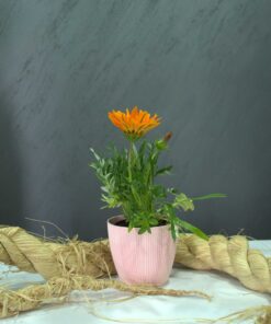 Gazanya, Koyun Gözü, Hazine Çiçeği (Gazania sp.)