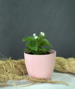 Begonya (Begonia sp.)