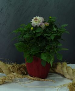 Yıldız Çiçeği (Dahlia sp.)