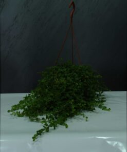 Sarıkız (Lysimachia nummularia) Sarıkız Altın Kolye, Paraotu, Kargaotu