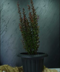 Roket Berberis (Berberis thunbergii ‘Atropurpure’ Kırmızı Yapraklı )