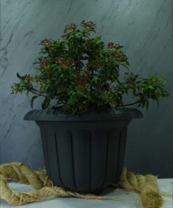 Kartopu, Tüylü Kartopu (Vibirnum tinus)