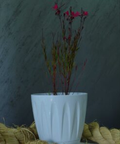 Gavura Çiçeği (Gaura lindheimeri)