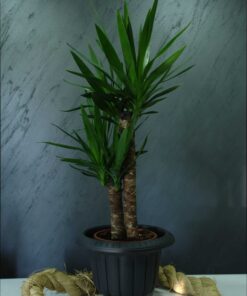 Yucca (Yucca elephantipes), Yukka / Hançer çiçeği