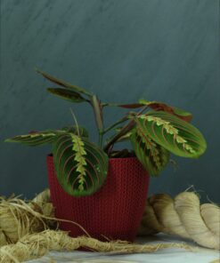 Caletha (Calathea makoyana), Dua Çiçeği