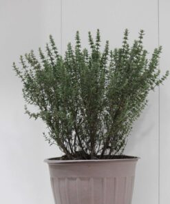 Kekik (Thymus vulgaris)