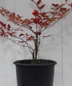 Cennet Bambusu ( Nandina domestica)