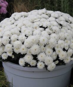 Büyük Saksı Kasımpatı (Chrysanthemum)