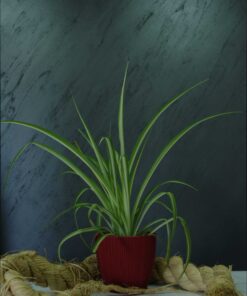 Kurdele Çiçeği (Chlorophytum comosum)