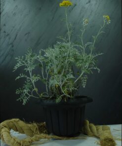 Kül Çiçeği (Cineraria maritima)