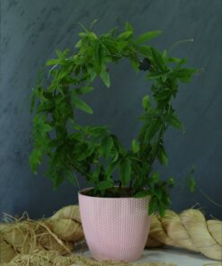 Çarkıfelek (Passiflora incarnata)