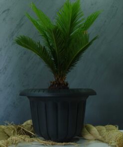 Cycas (Cycas Revoluta), Yalancı Sagu Palmiyesi
