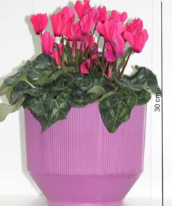 Mini sıklamen (Cyclamen)