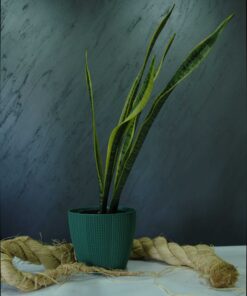 Paşa Kılıcı (Sansevieria trifasciata)
