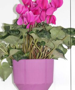 Sıklamen (cyclamen persicum)